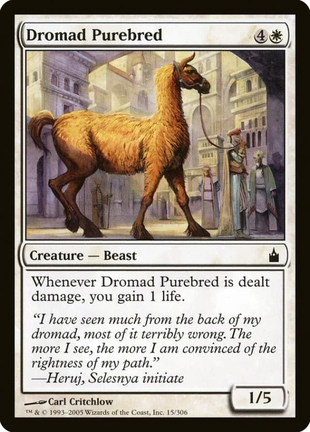 Dromad Purebred image