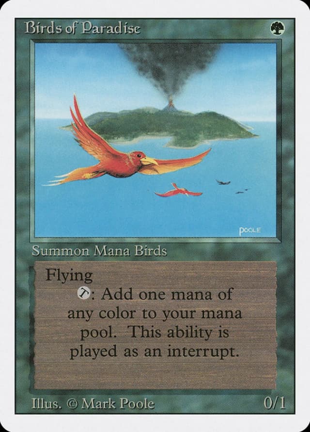 Birds of Paradise image