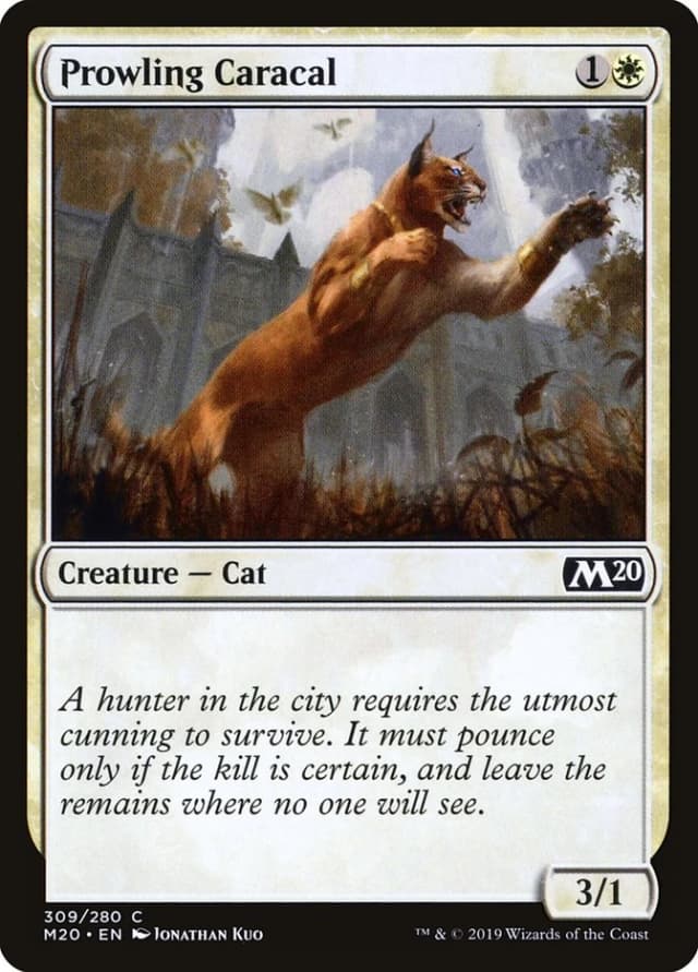Prowling Caracal image