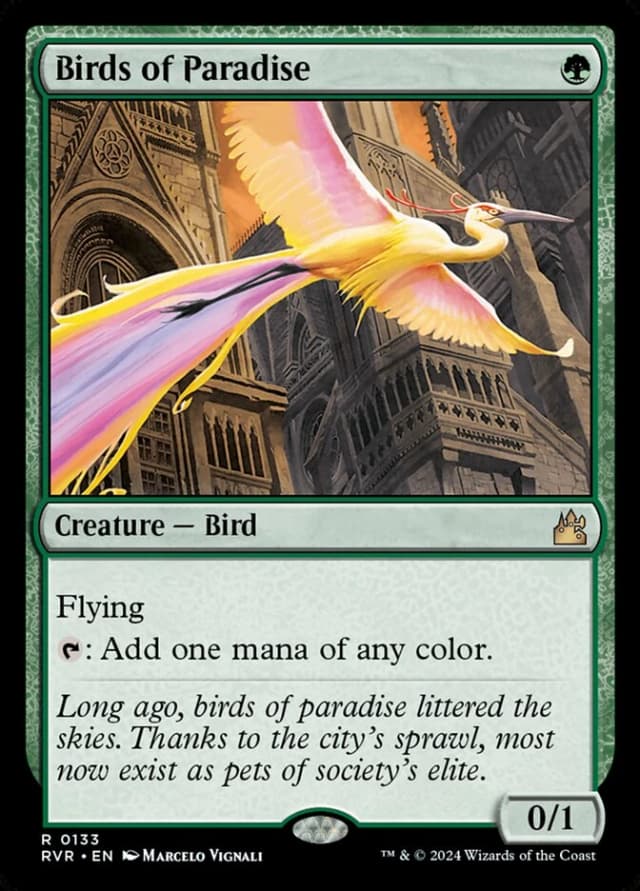 Birds of Paradise image