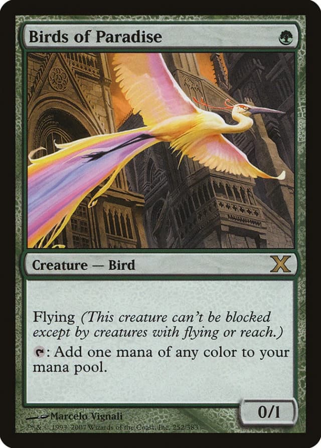 Birds of Paradise image