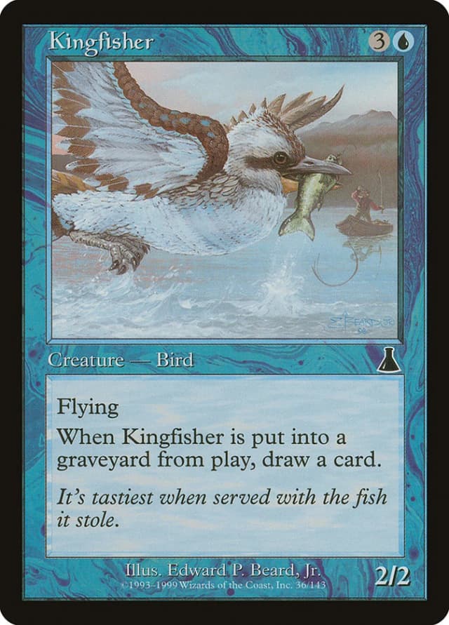 Kingfisher image