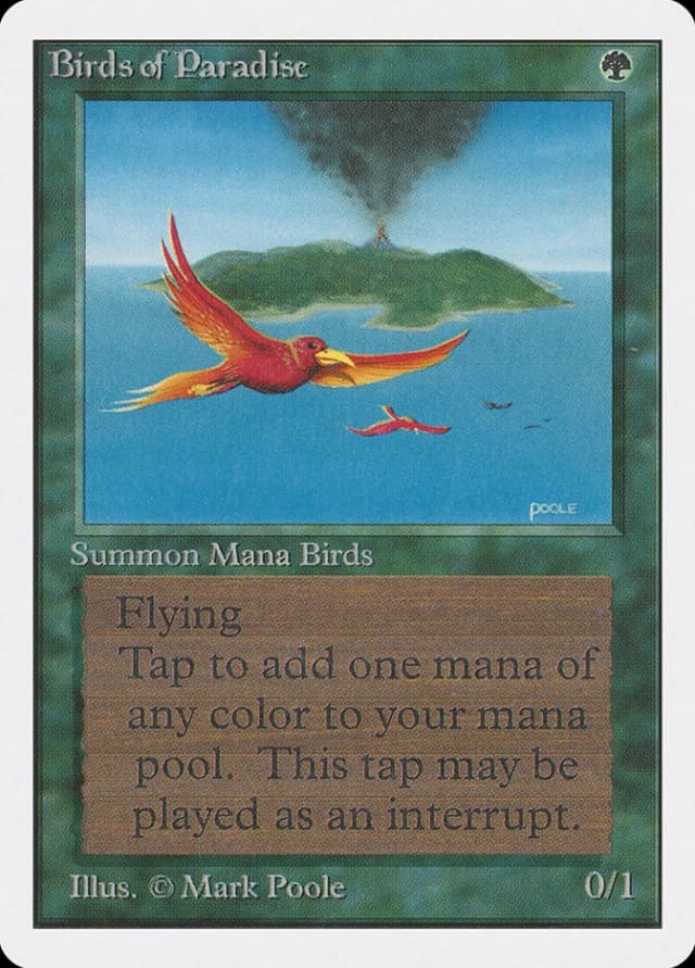 Birds of Paradise image