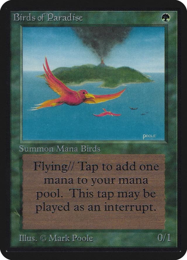 Birds of Paradise image