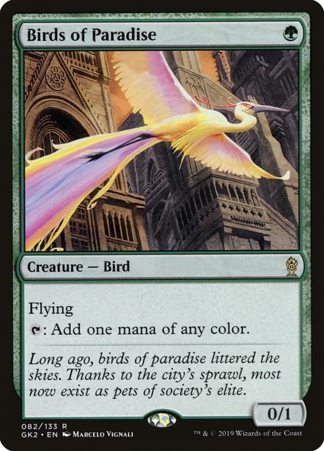 Birds of Paradise image