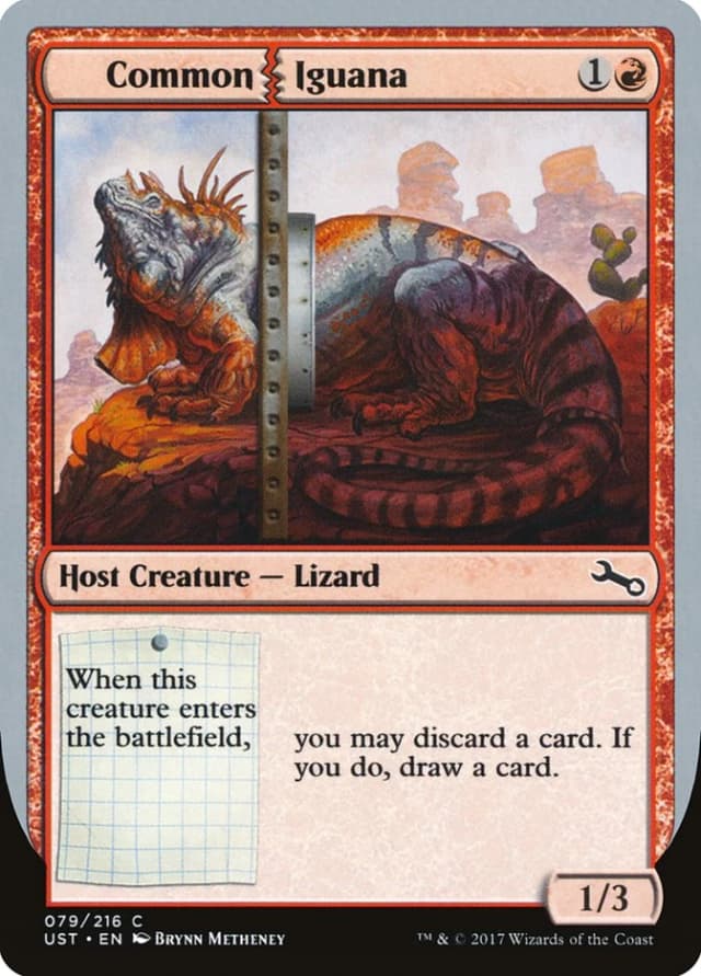 Common Iguana image