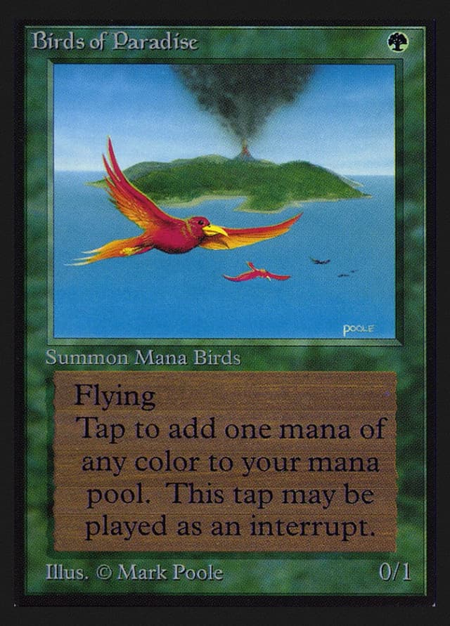 Birds of Paradise image