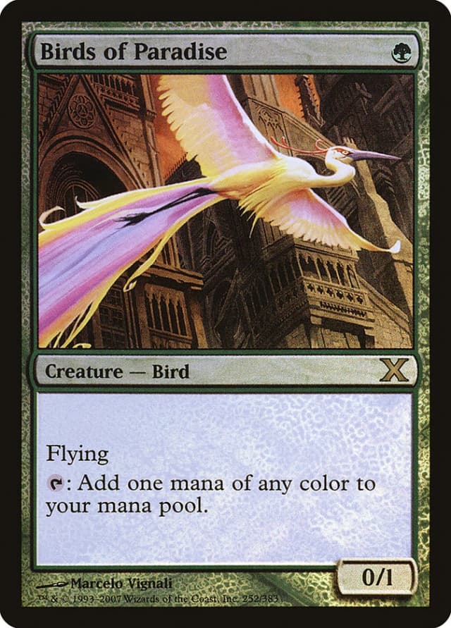 Birds of Paradise image