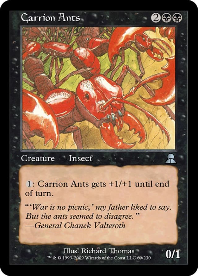 Carrion Ants image