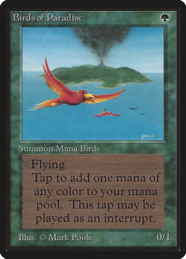 Birds of Paradise image