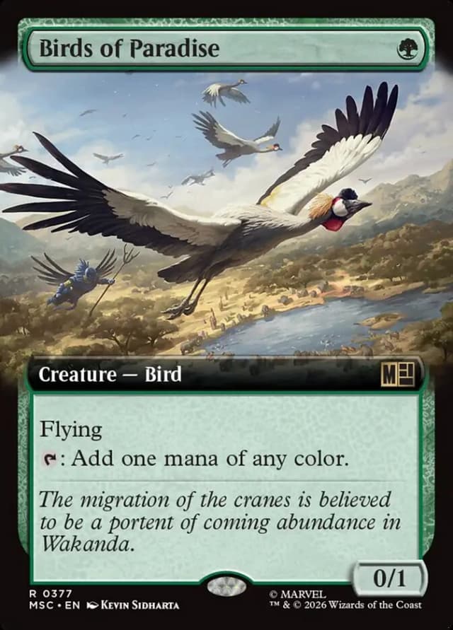 Birds of Paradise image