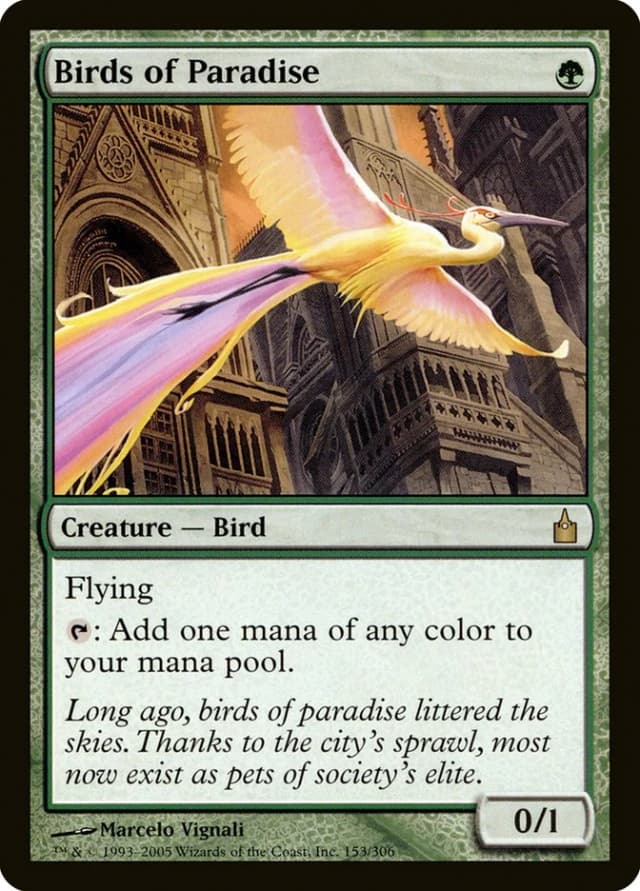 Birds of Paradise image