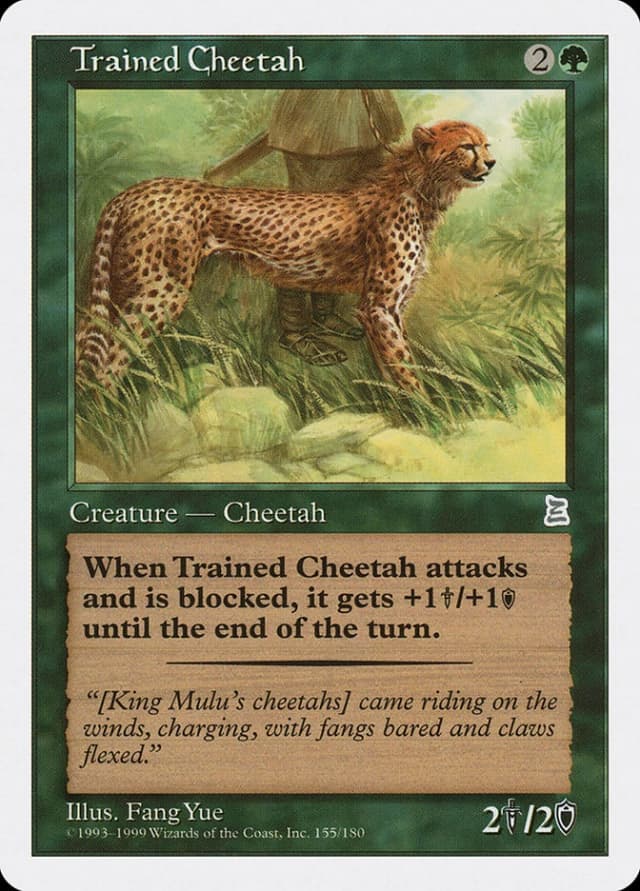 Trained Cheetah image
