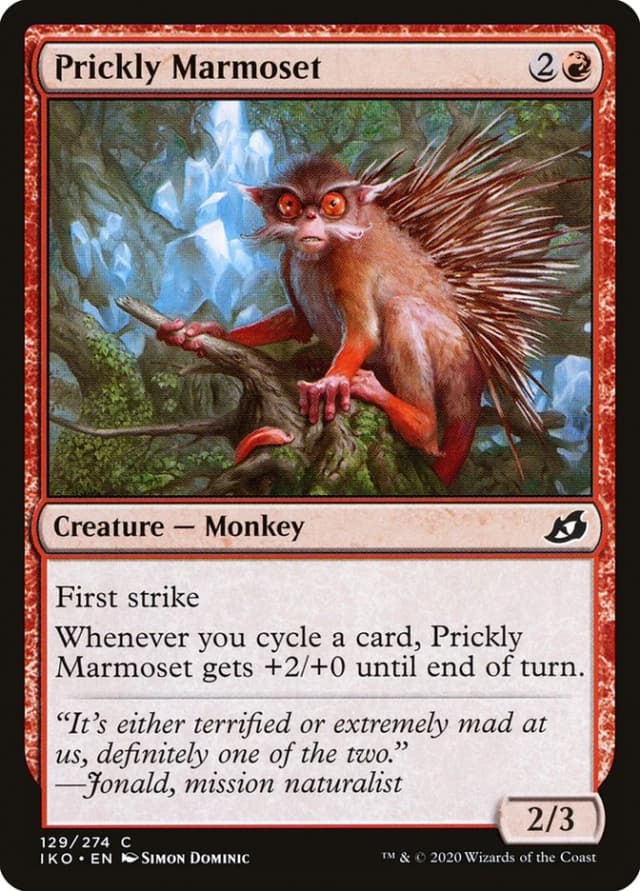 Prickly Marmoset image