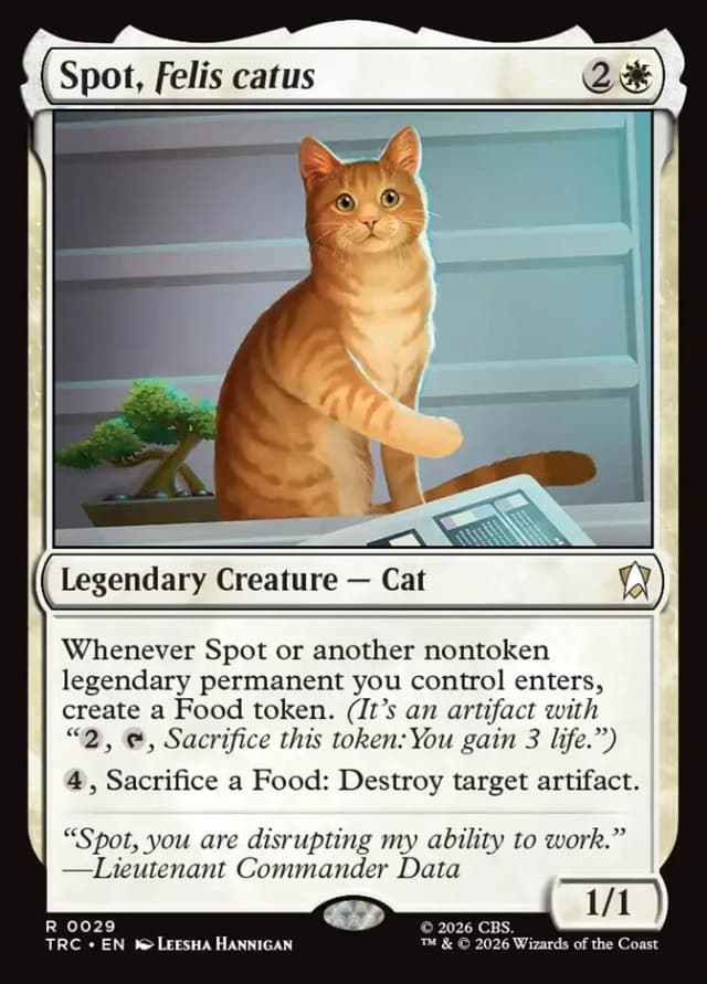 Spot, Felis catus image