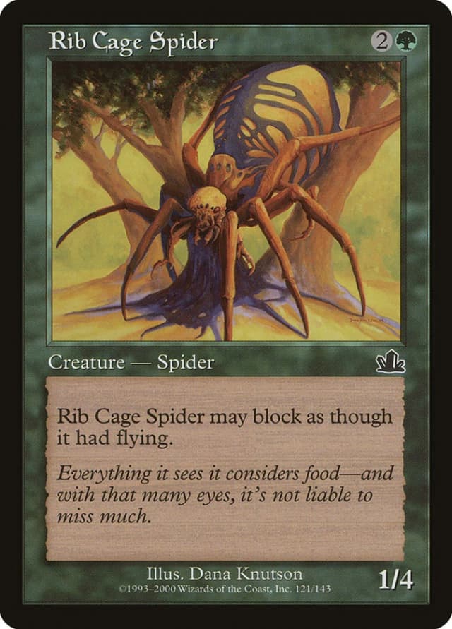 Rib Cage Spider image