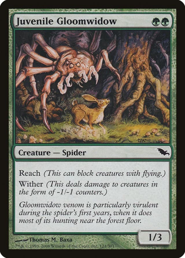 Juvenile Gloomwidow image