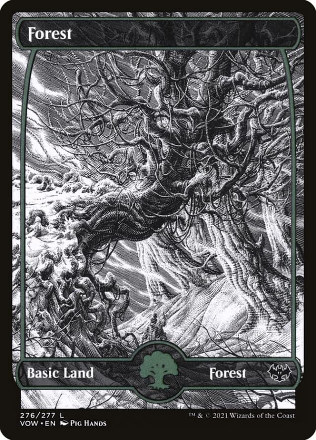 Forest image