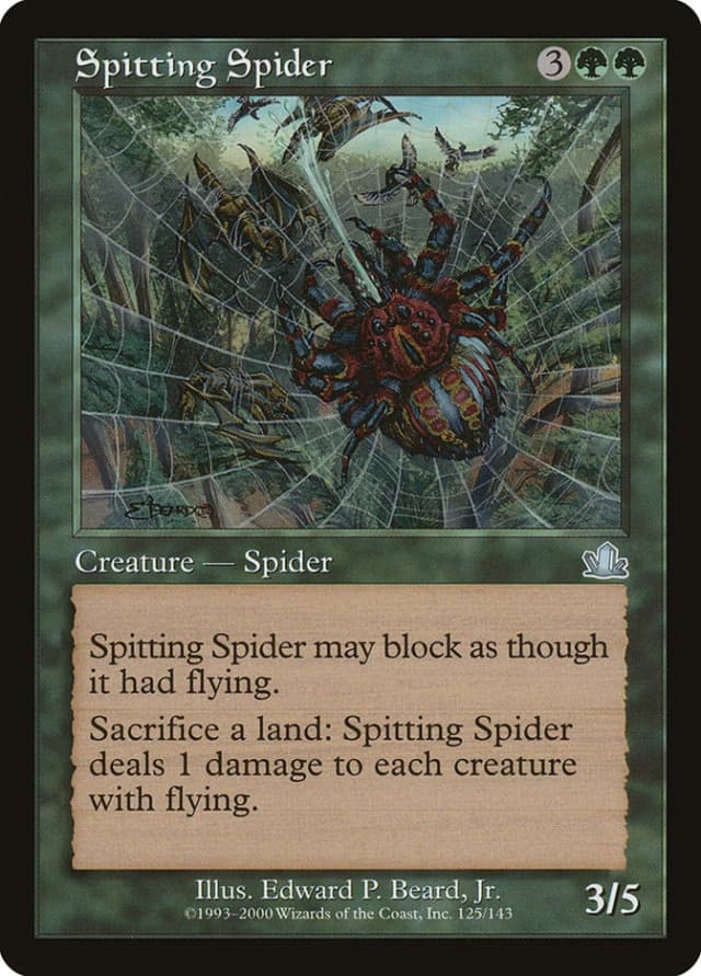 Spitting Spider image