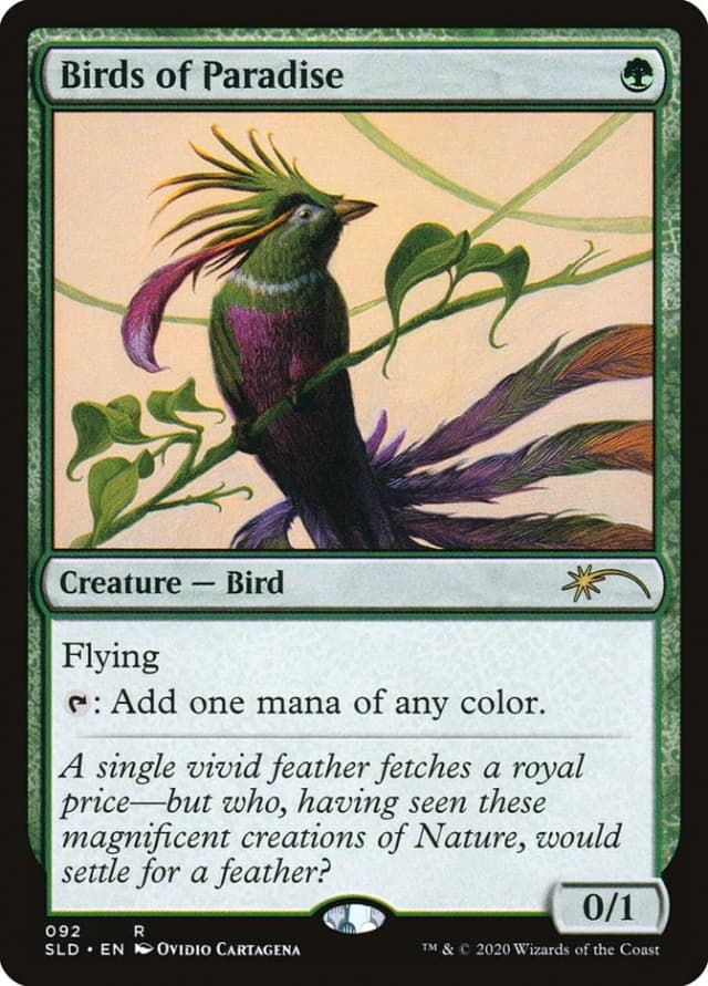 Birds of Paradise image