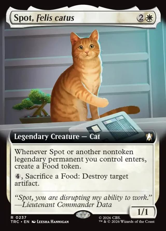 Spot, Felis catus image