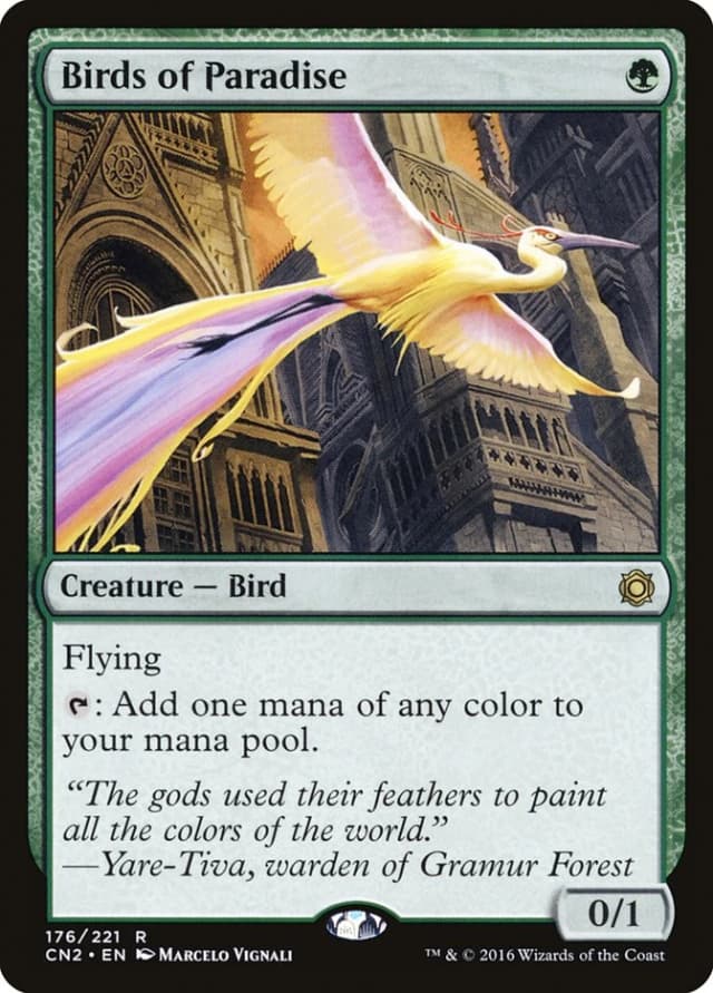 Birds of Paradise image